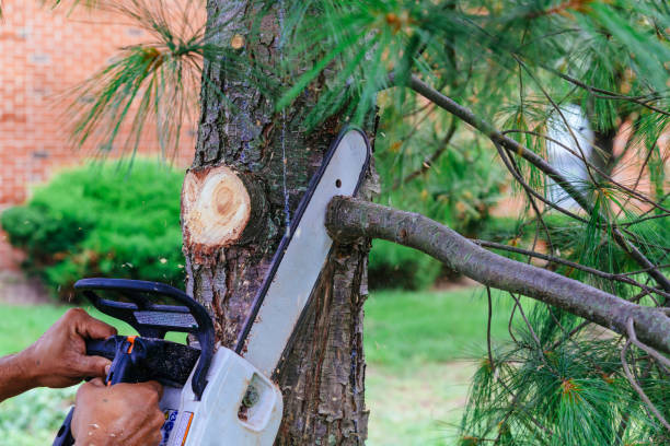 Best Fruit Tree Pruning  in Pemberton Heights, NJ